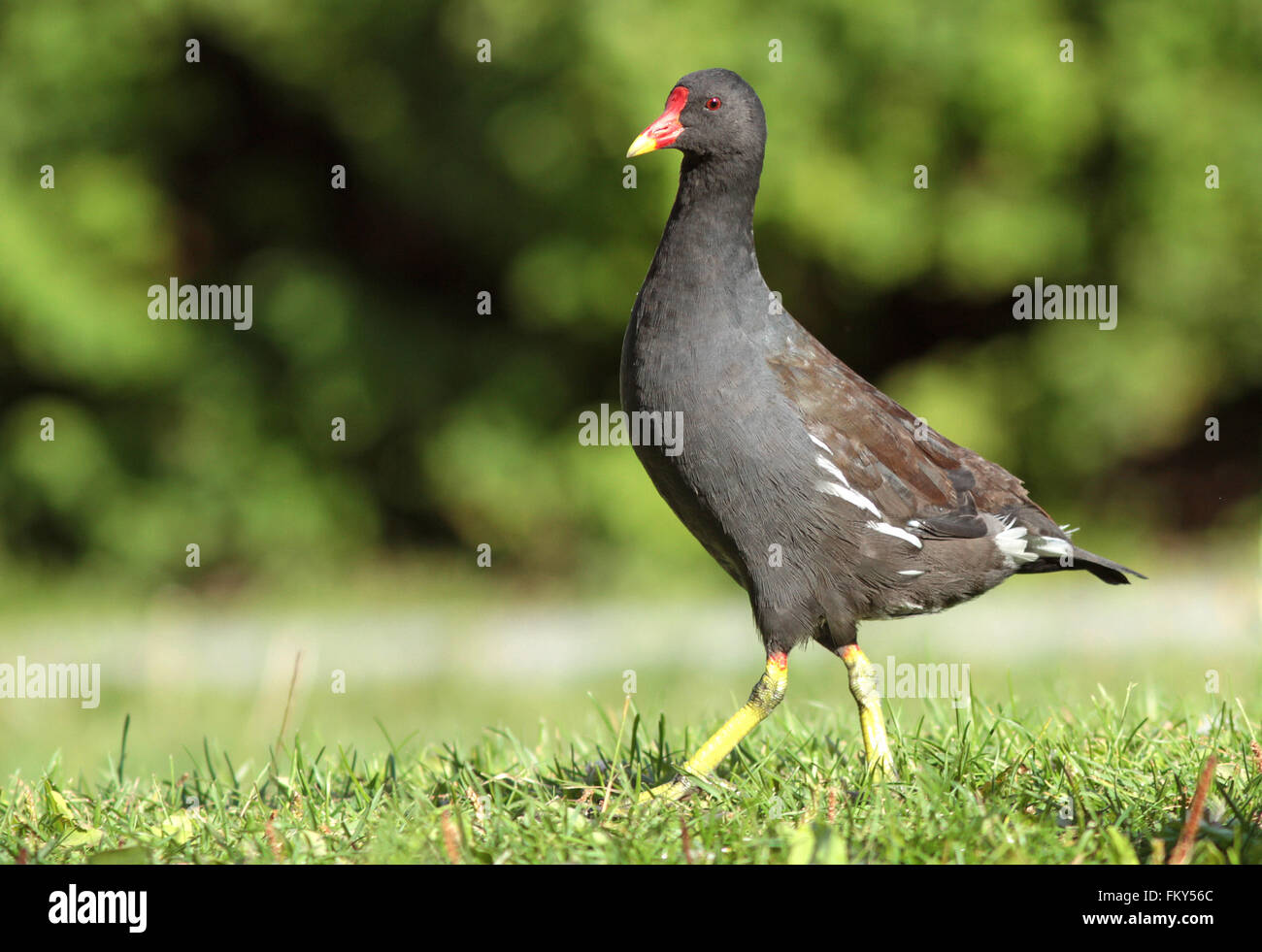 Moorhühner / Lustige Tiere Stockfoto