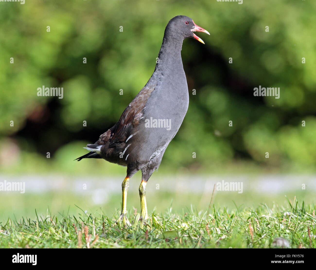 Moorhühner / Lustige Tiere Stockfoto