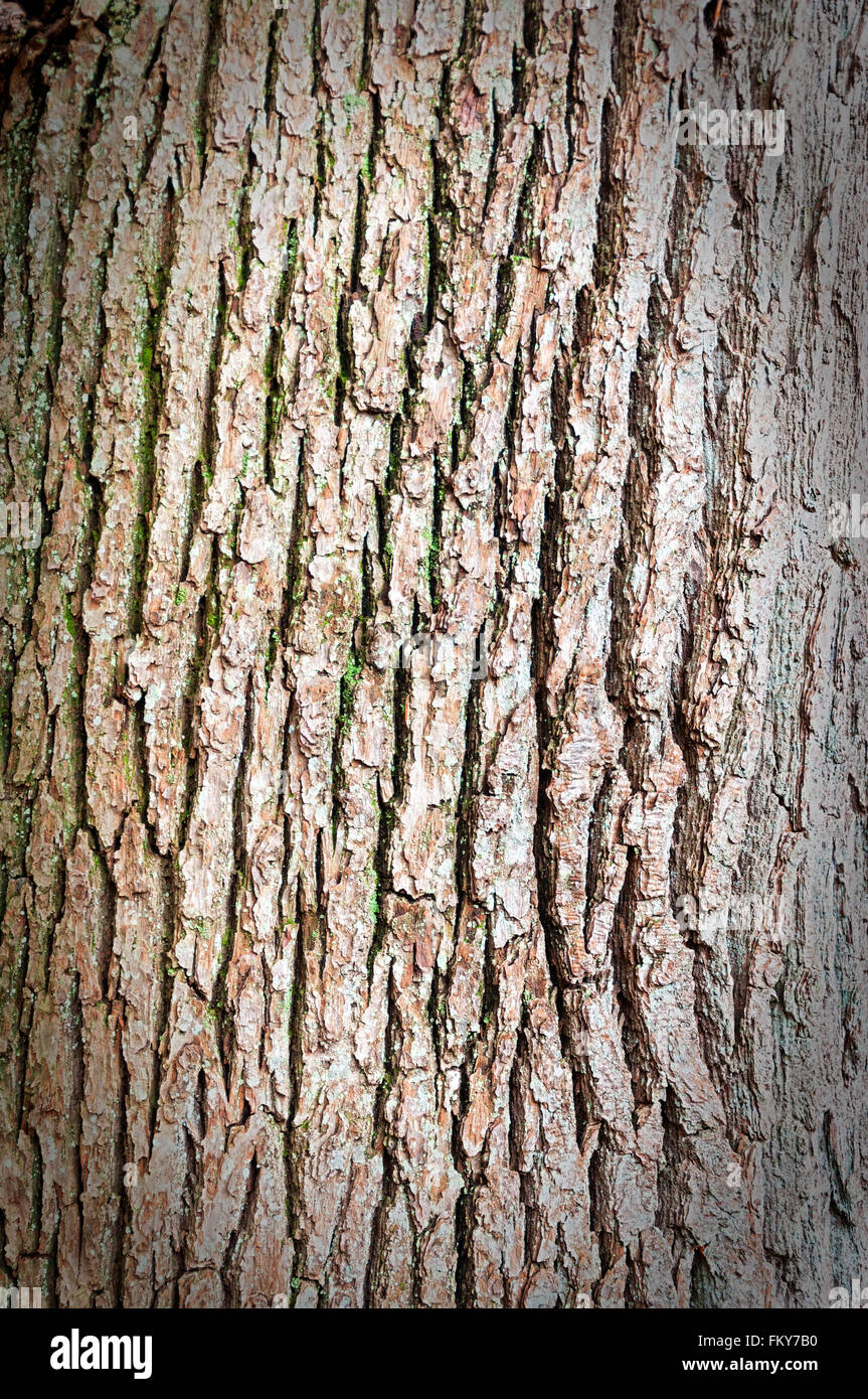 Eine abstrakte Hintergrundbild der Baumrinde mit einer Vignette angewendet. Stockfoto
