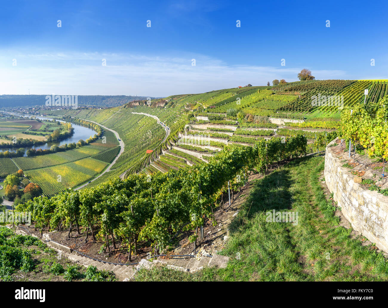 Weinberge am Fluss Neckar im sonnigen Herbst in Deutschland Stockfoto