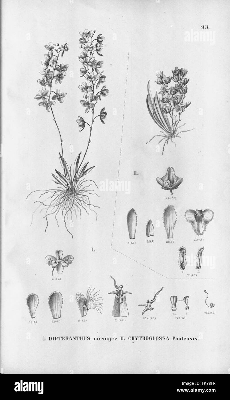 Flora Brasiliensis, Enumeratio Plantarum in Brasilia Hactenus Detectarum (Tab. 93) Stockfoto