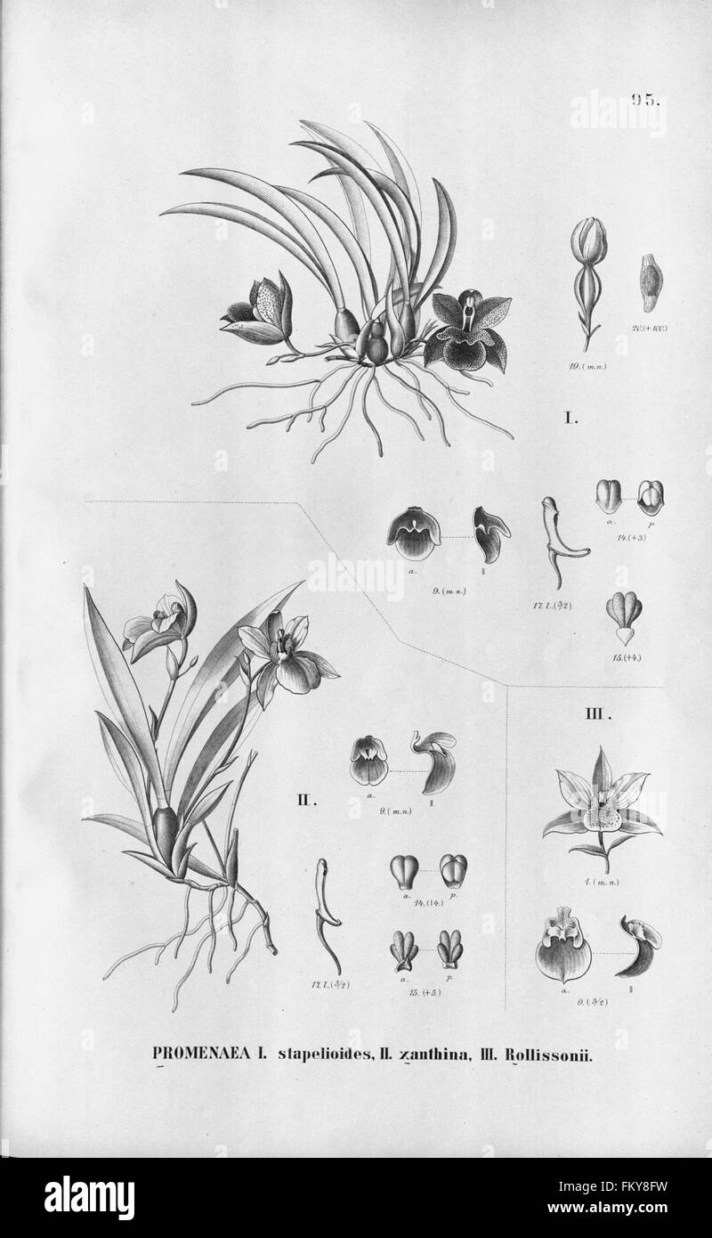 Flora Brasiliensis, Enumeratio Plantarum in Brasilia Hactenus Detectarum (Tab. 95) Stockfoto