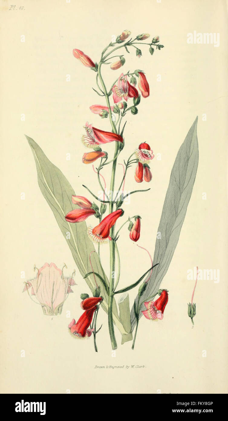 Flora Conspicua (pl. 18) Stockfoto