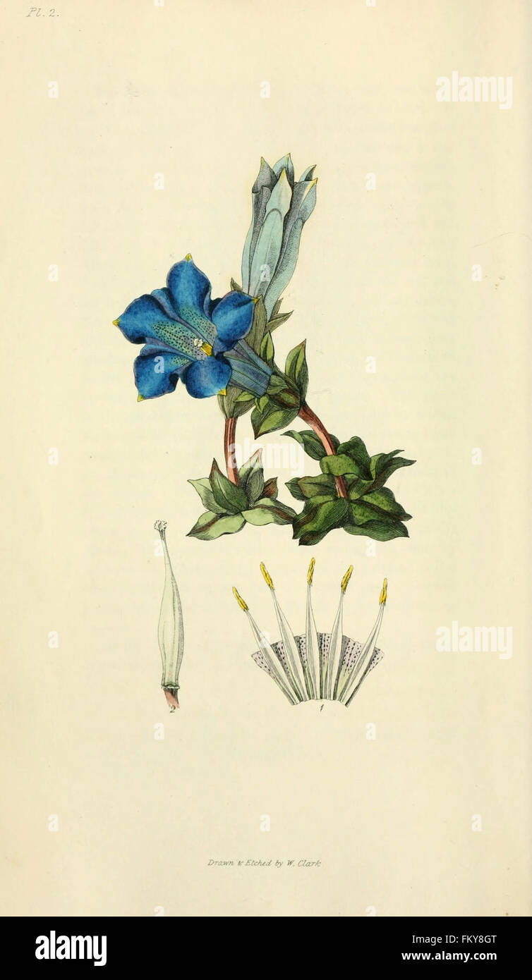 Flora Conspicua (pl. 2) Stockfoto