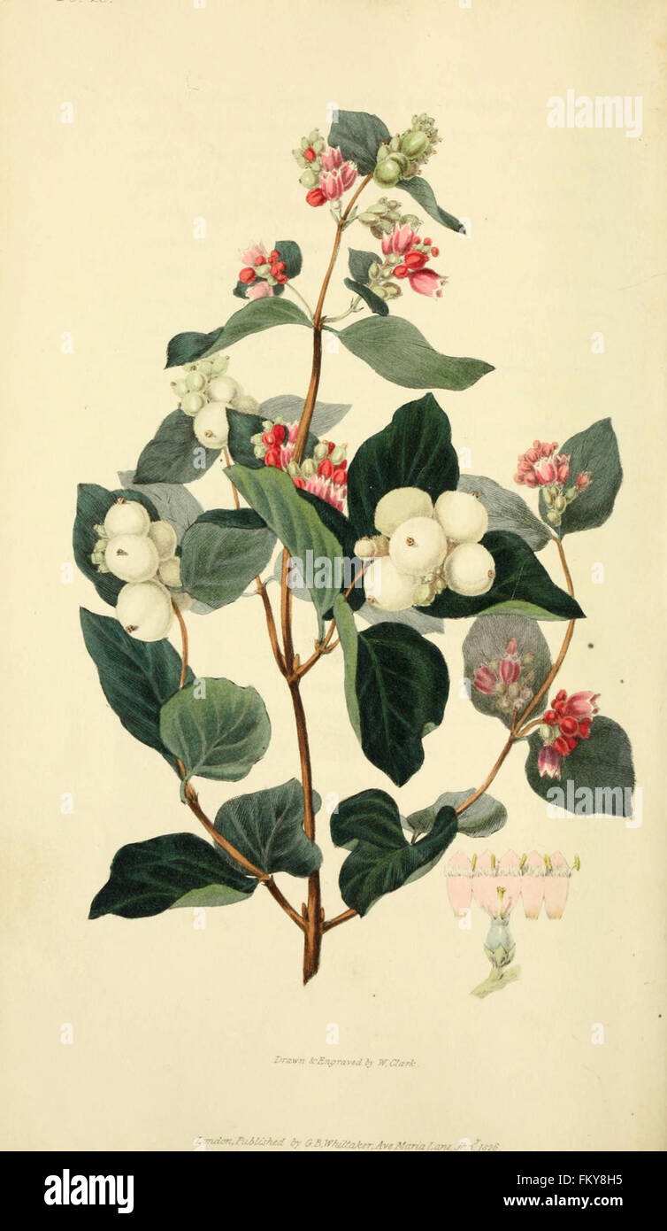 Flora Conspicua (pl. 25) Stockfoto