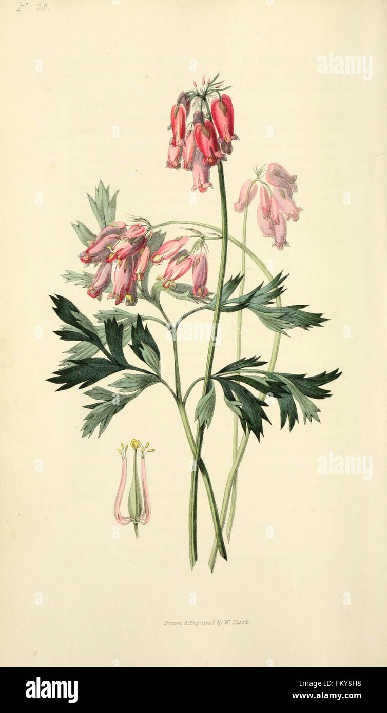 Flora Conspicua (pl. 28) Stockfoto