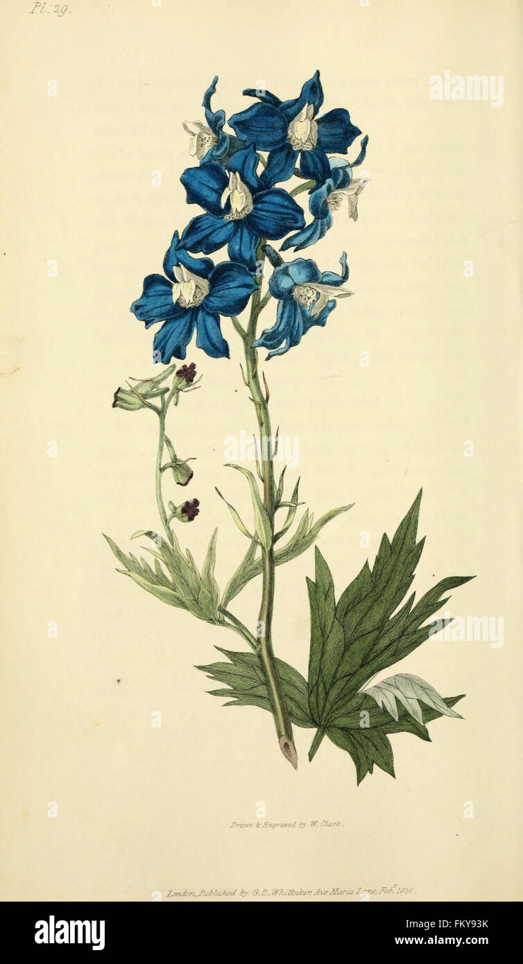 Flora Conspicua (pl. 29) Stockfoto