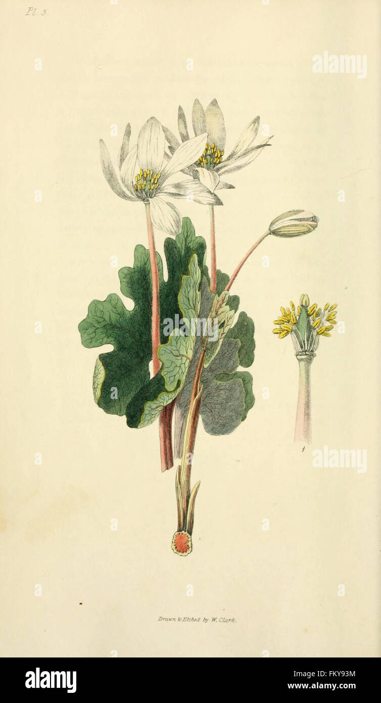 Flora Conspicua (pl. 3) Stockfoto