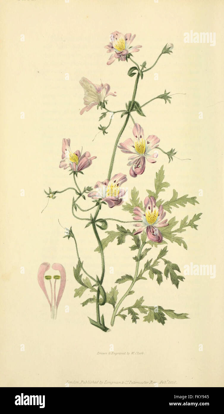 Flora Conspicua (pl. 32) Stockfoto