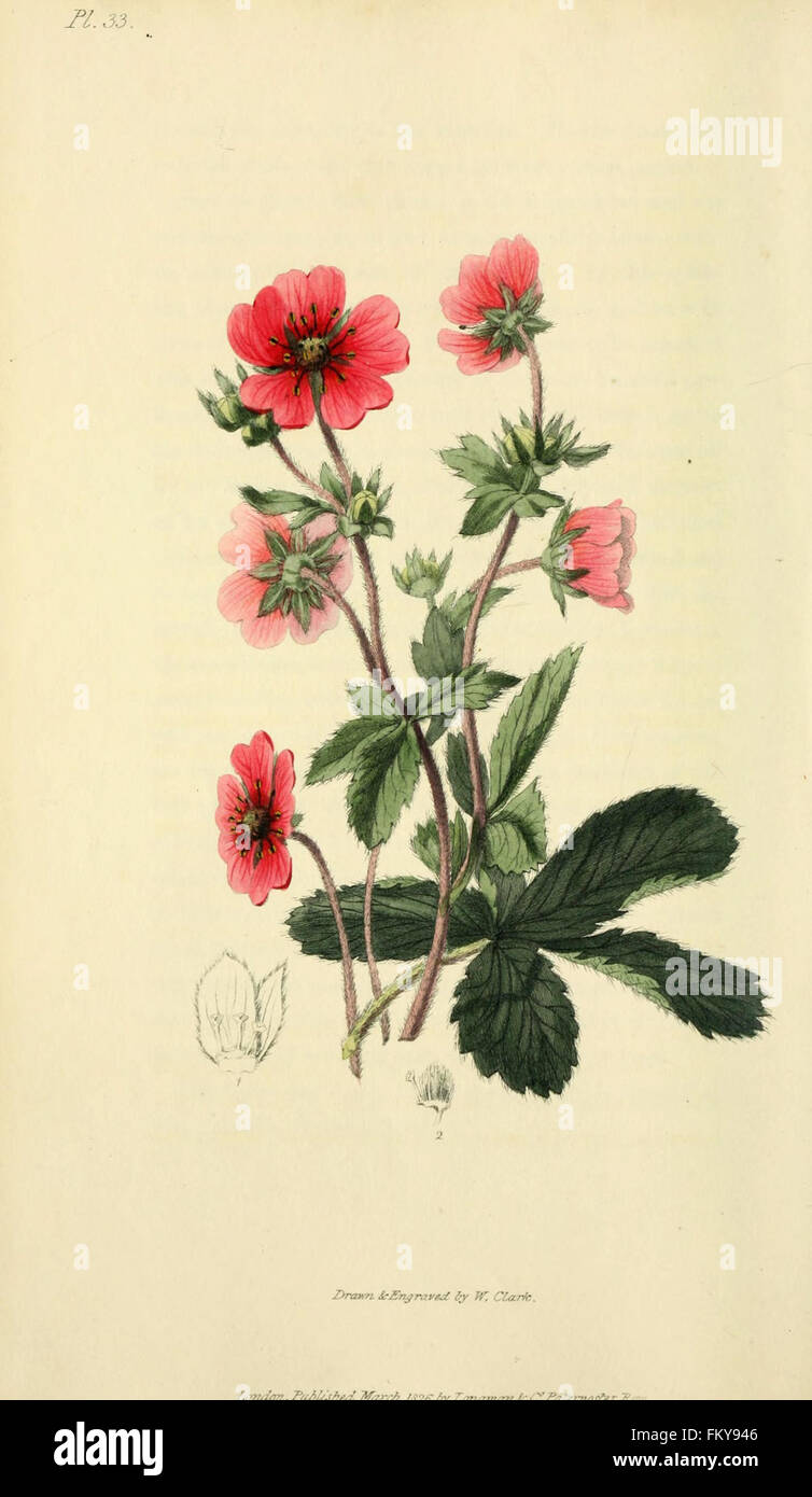 Flora Conspicua (pl. 33) Stockfoto