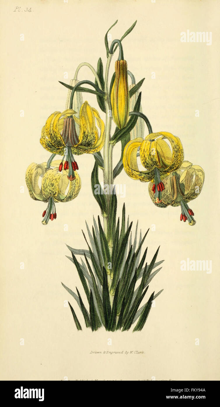 Flora Conspicua (pl. 34) Stockfoto