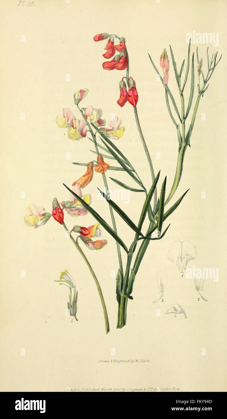 Flora Conspicua (pl. 35) Stockfoto