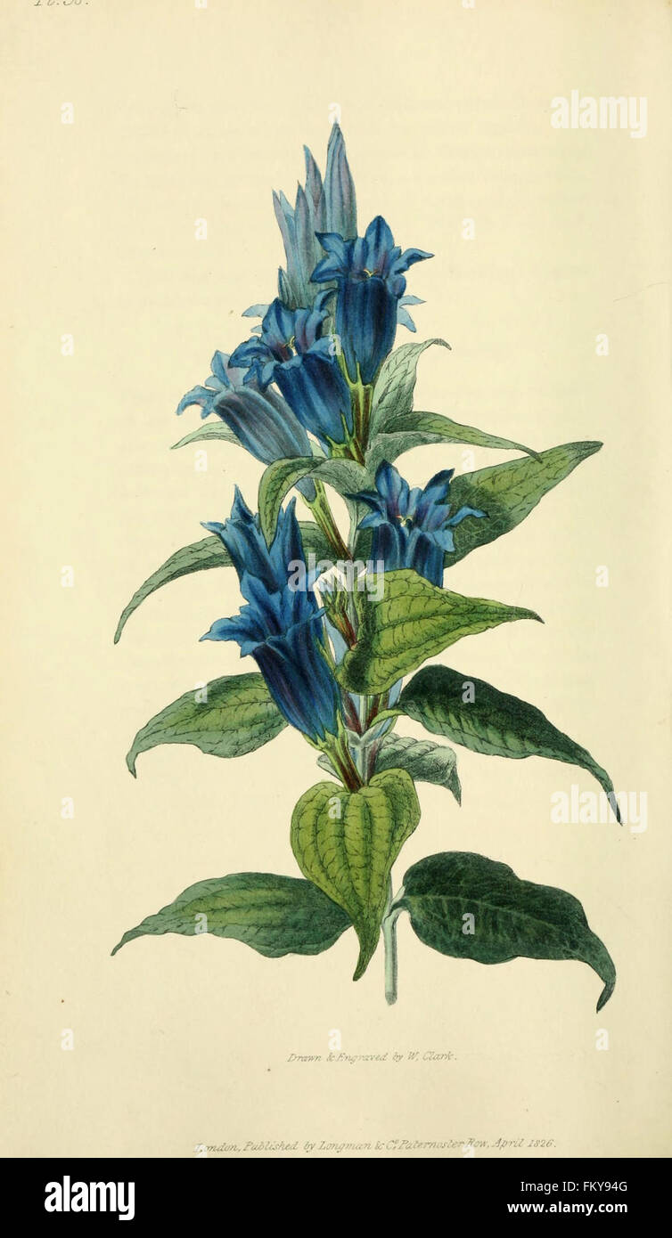 Flora Conspicua (pl. 38) Stockfoto