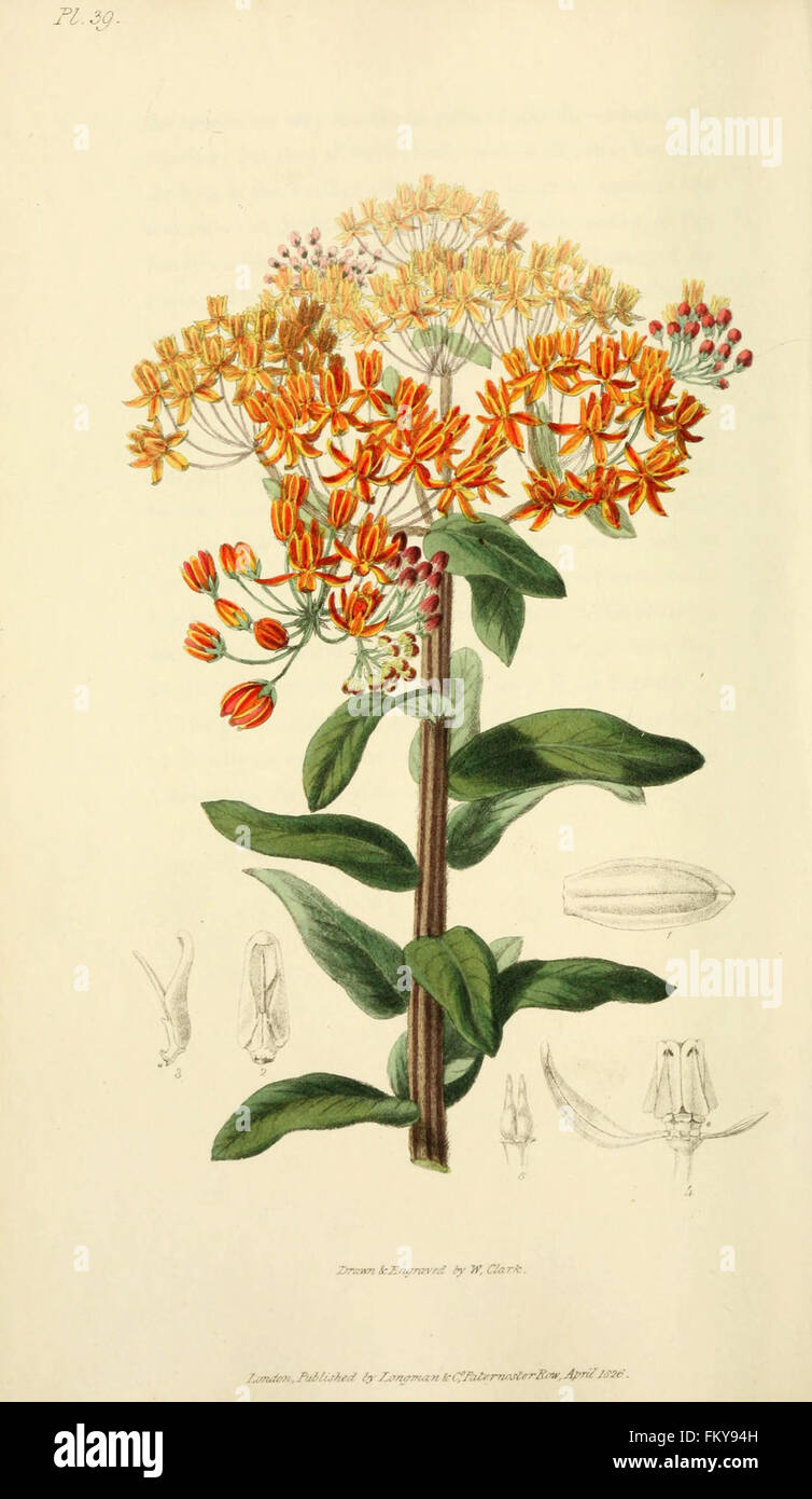 Flora Conspicua (pl. 39) Stockfoto
