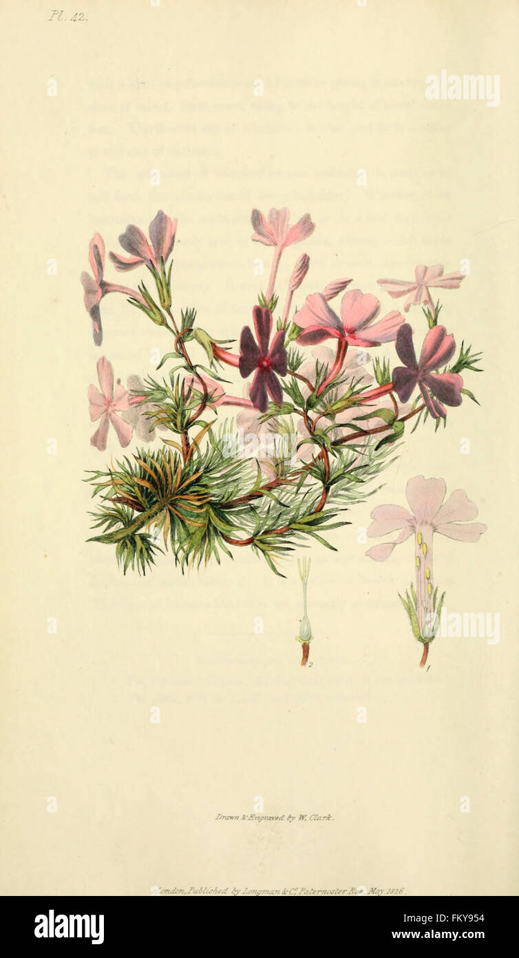 Flora Conspicua (pl. 42) Stockfoto