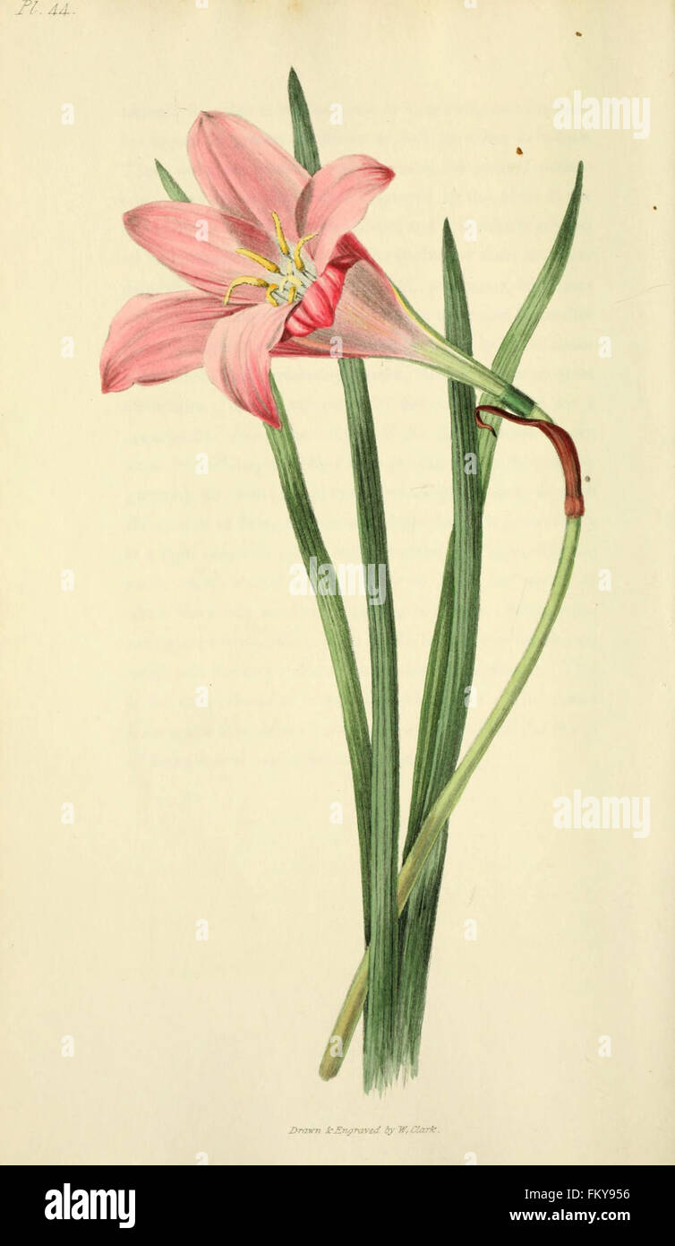 Flora Conspicua (pl. 44) Stockfoto