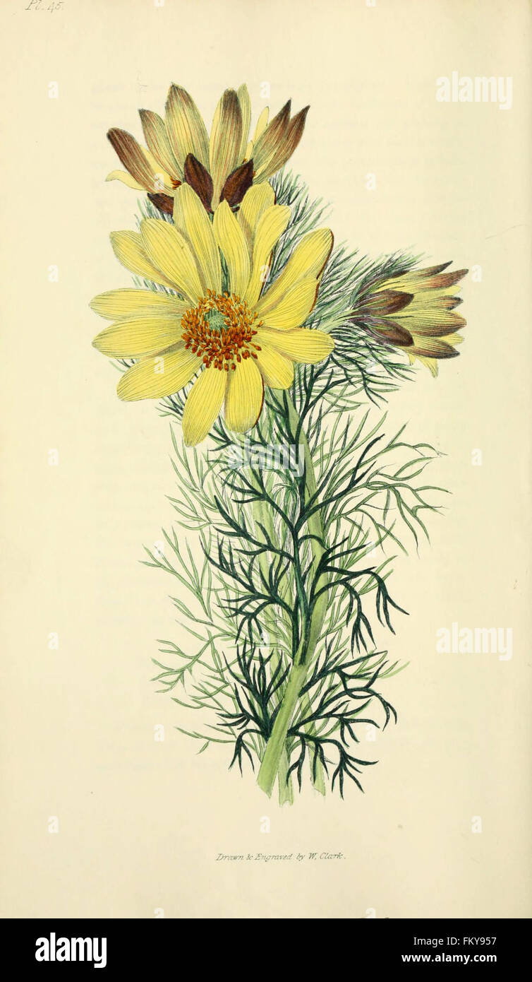 Flora Conspicua (pl. 45) Stockfoto
