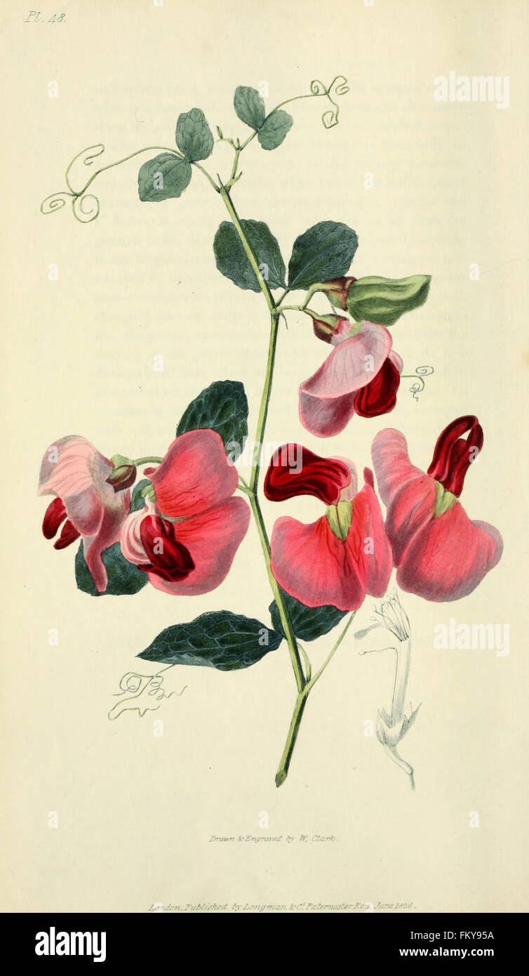 Flora Conspicua (pl. 48) Stockfoto