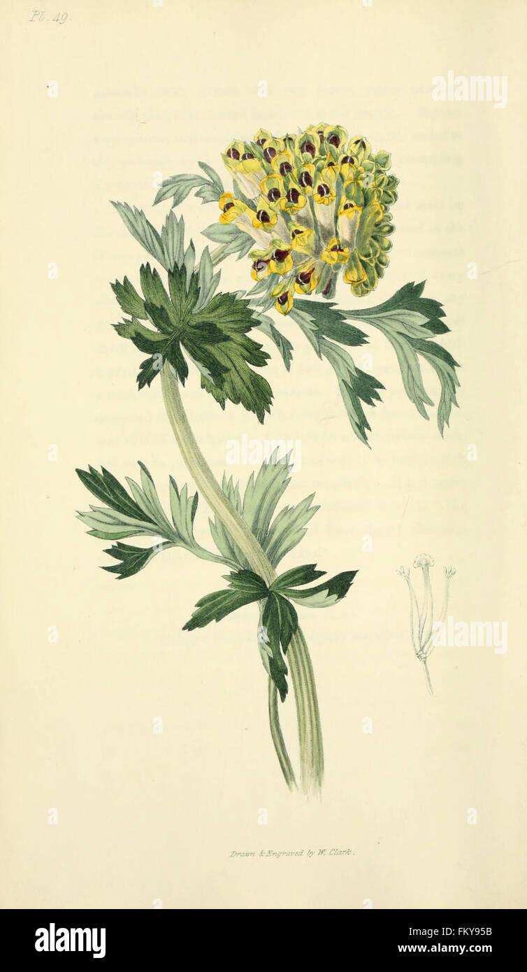 Flora Conspicua (pl. 49) Stockfoto