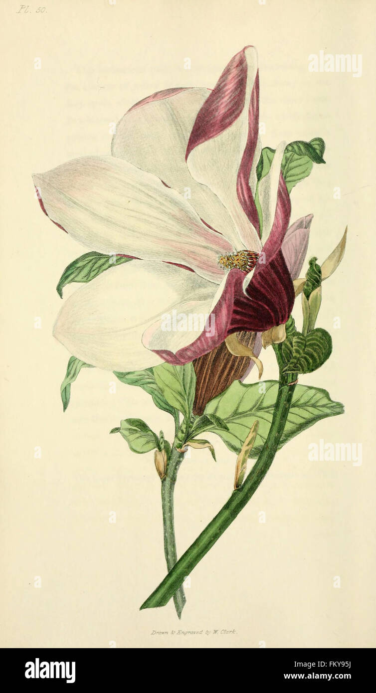 Flora Conspicua (pl. 50) Stockfoto