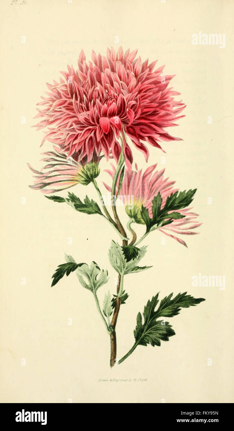 Flora Conspicua (pl. 51) Stockfoto