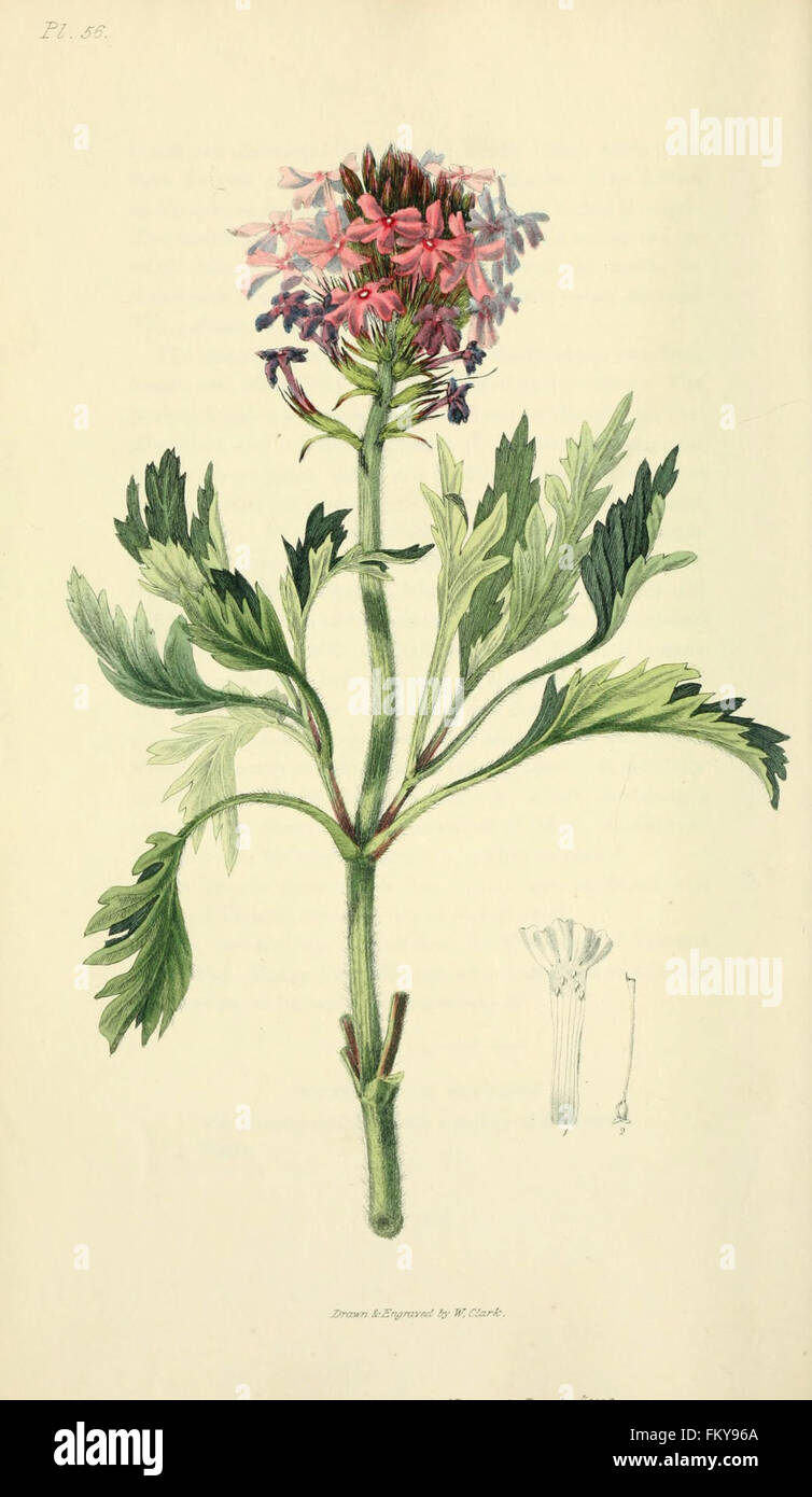 Flora Conspicua (pl. 56) Stockfoto