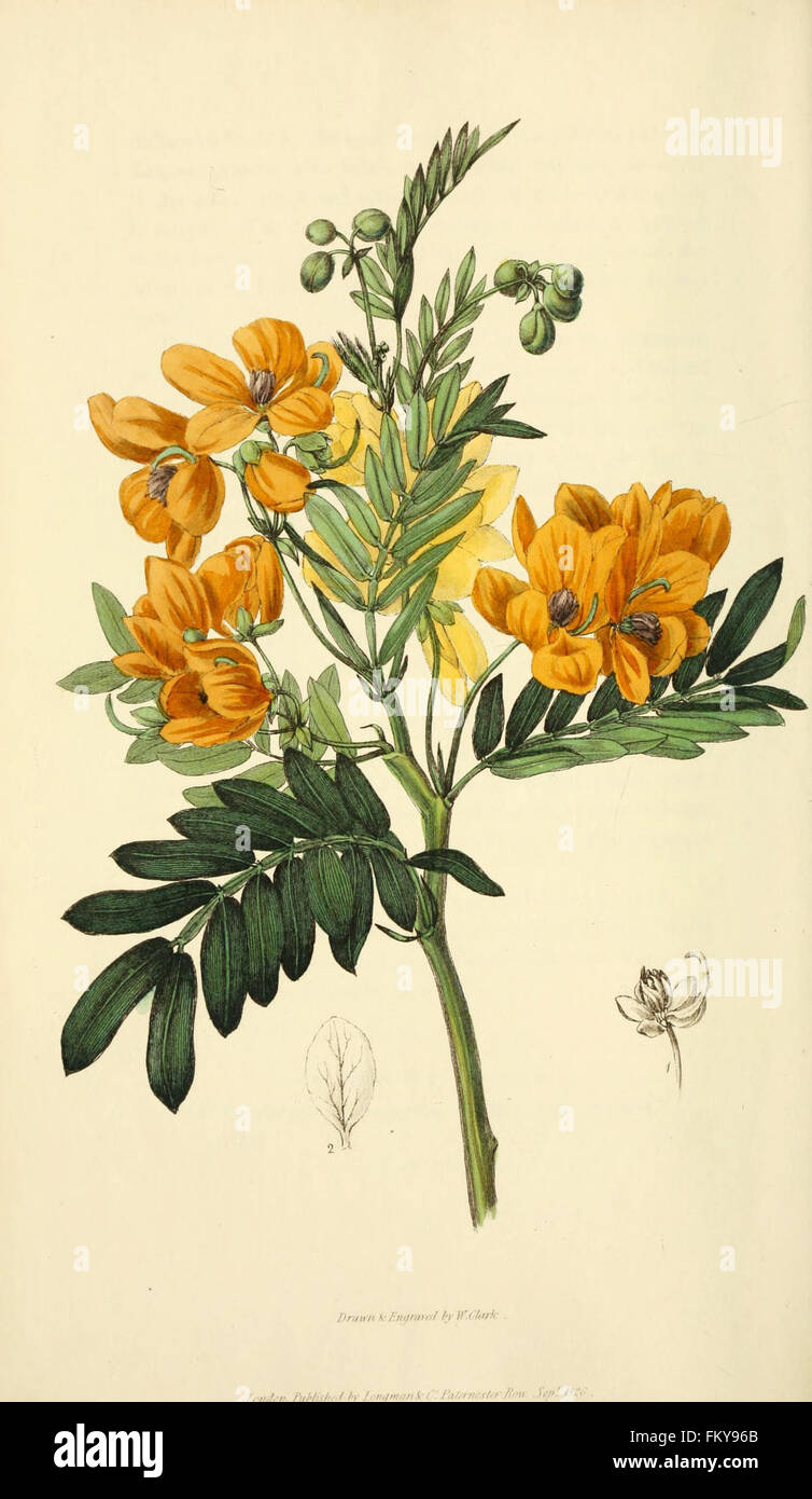 Flora Conspicua (pl. 57) Stockfoto