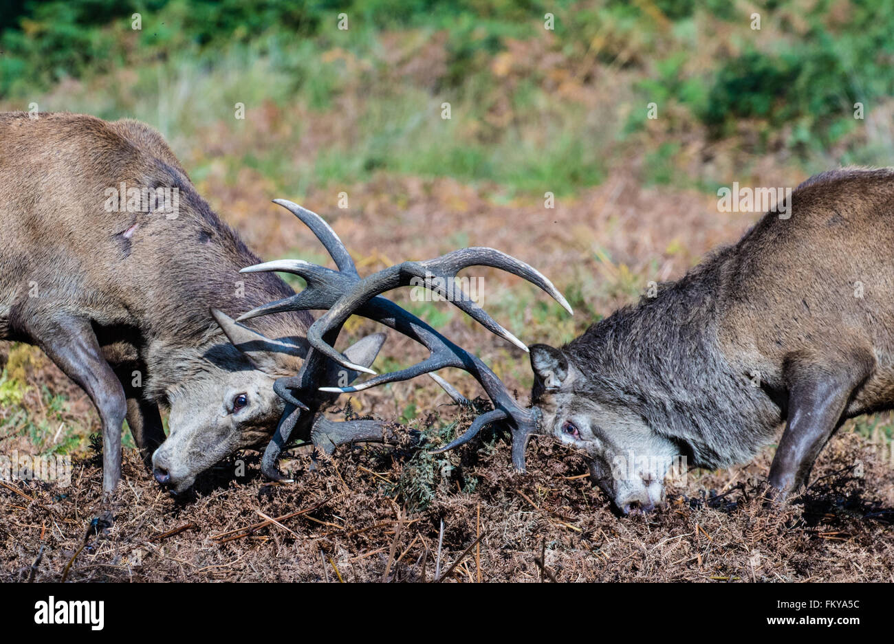 Zwei rote Hirsche kämpfen während der Brunftzeit morgens Nebel Stockfoto