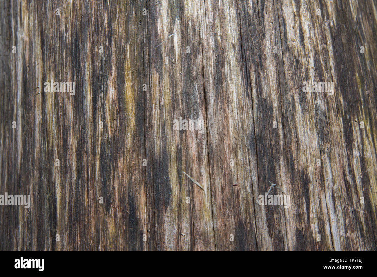 Umgestürzten Baum Holzmaserung Textur vertikal unter der Rinde eines Baumes Stockfoto