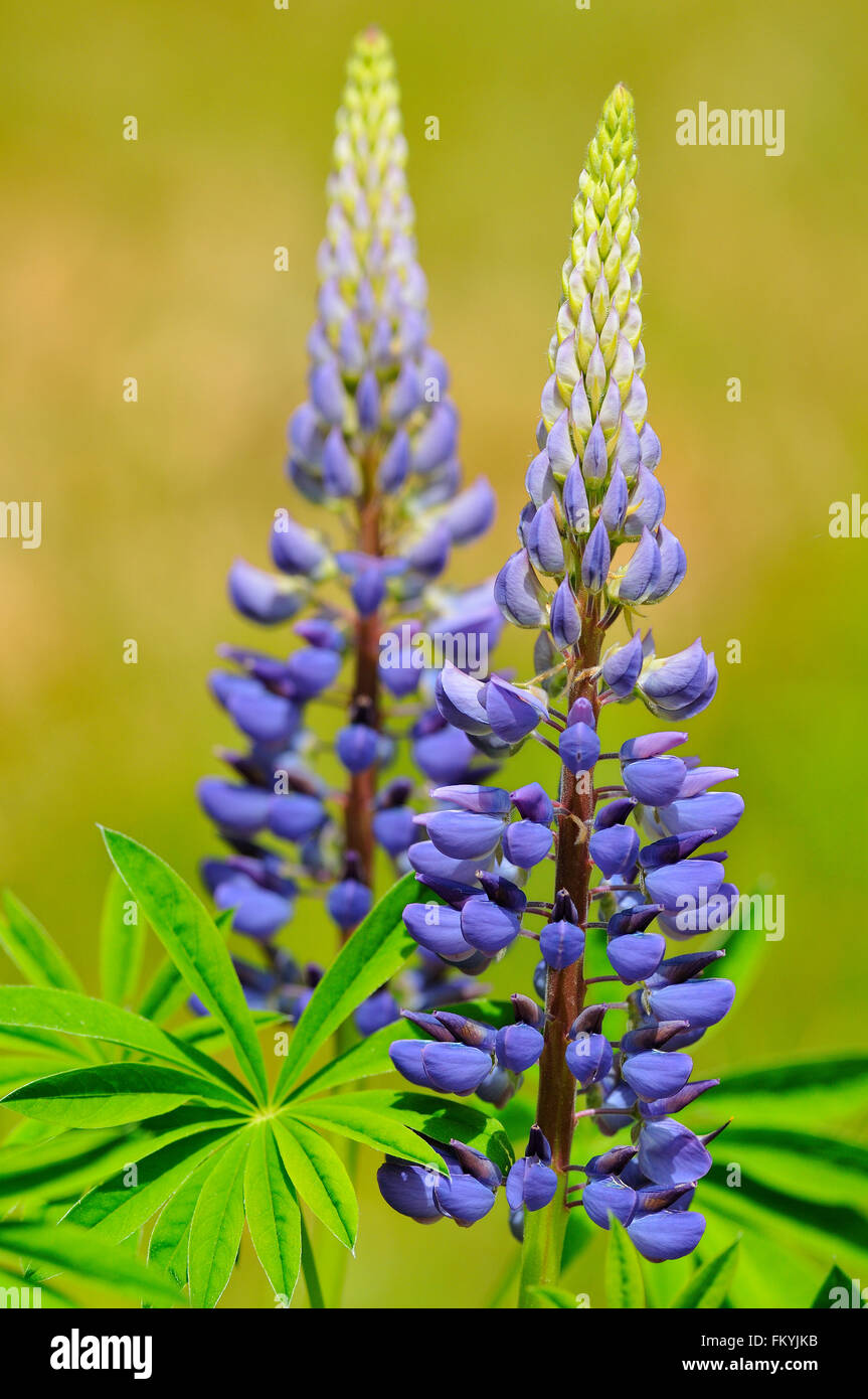 Blue Lupin Lupinus -Fotos Und -Bildmaterial In Hoher Auflösung – Alamy