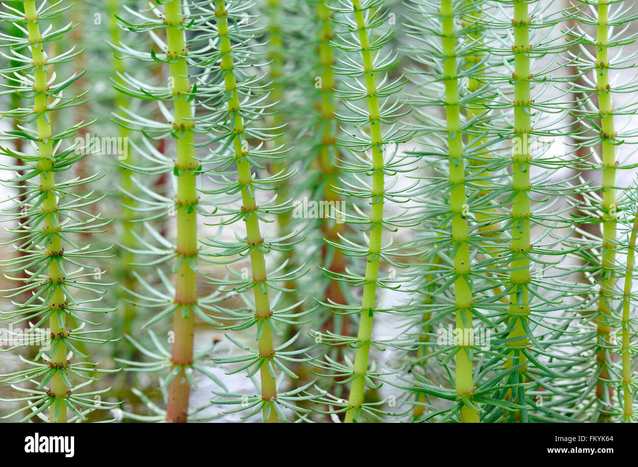 Stutenmilch Tail (Hippuris Vulgaris) mit hohlen unverzweigten Stängel und nadelartigen Blätter, North Rhine-Westphalia, Deutschland Stockfoto