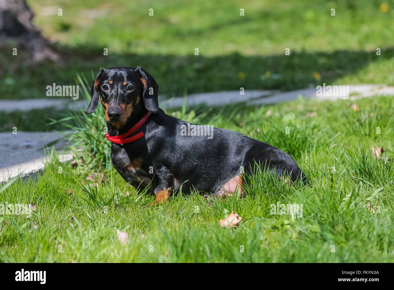 Porträt von Dackel Hund Welpen Stockfoto