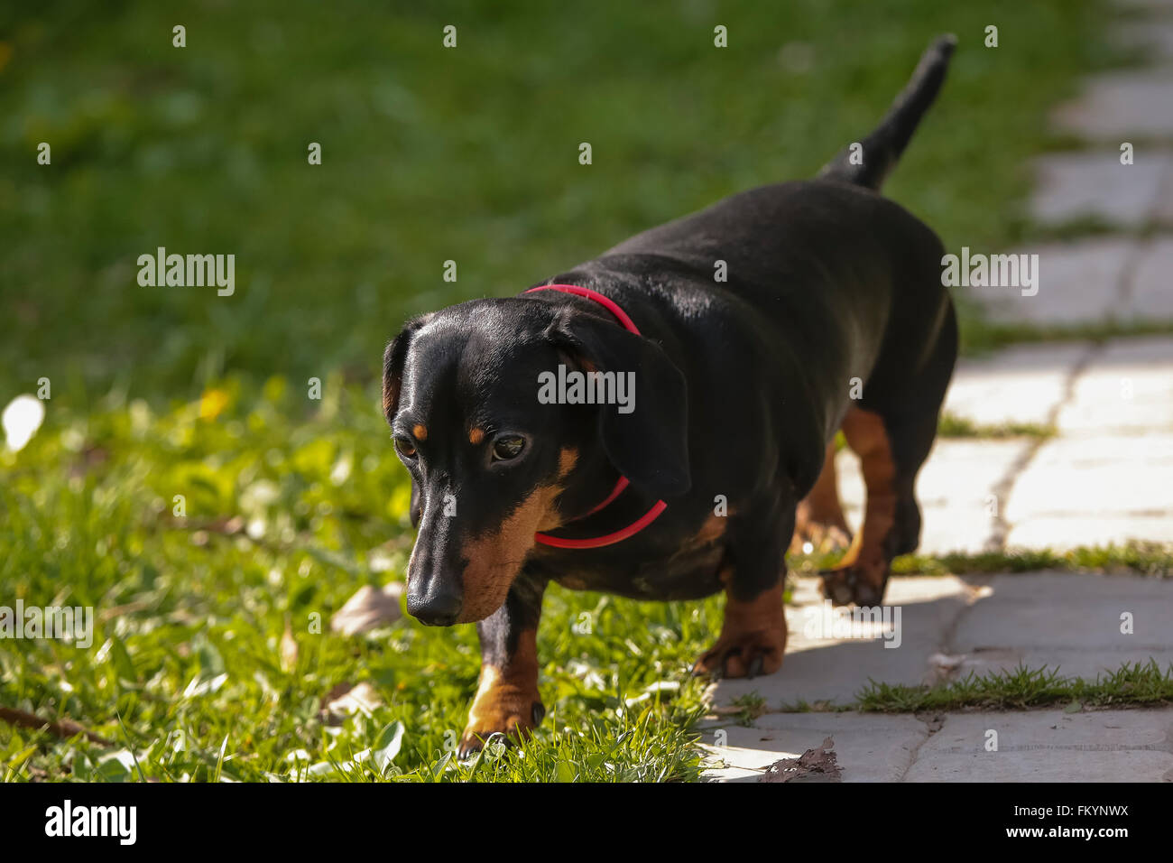 Porträt von Dackel Hund Welpen Stockfoto