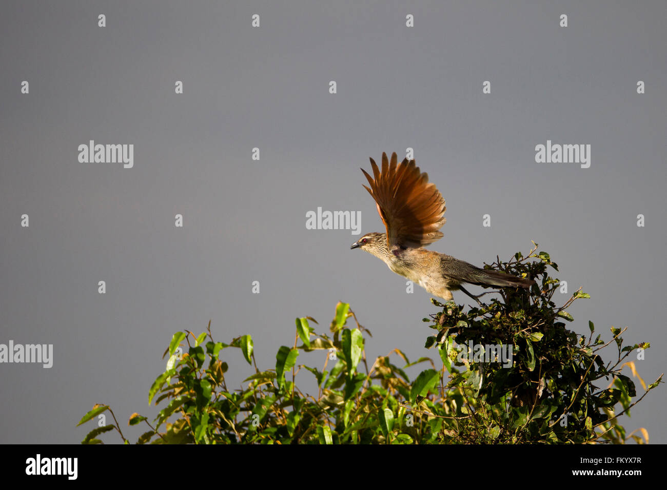 Red Eyed Bulbul ergreift die Flucht Stockfoto