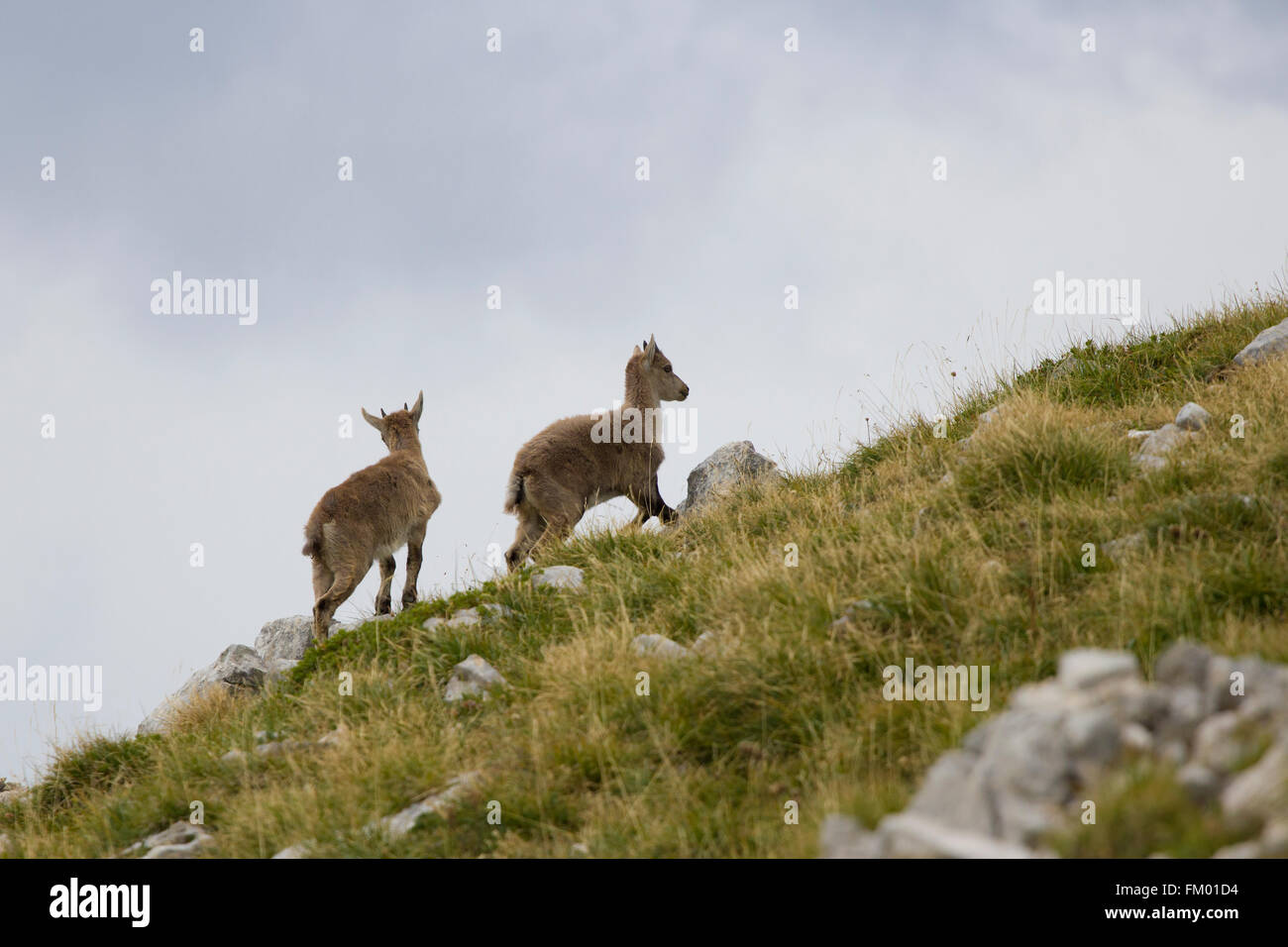 Alpensteinbock wilde Ziege in den Vercors-Bergkette, in der Nähe von Grenoble Stockfoto