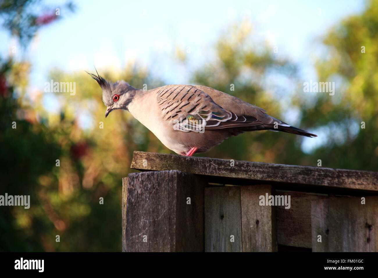 Crested Taube Stockfoto
