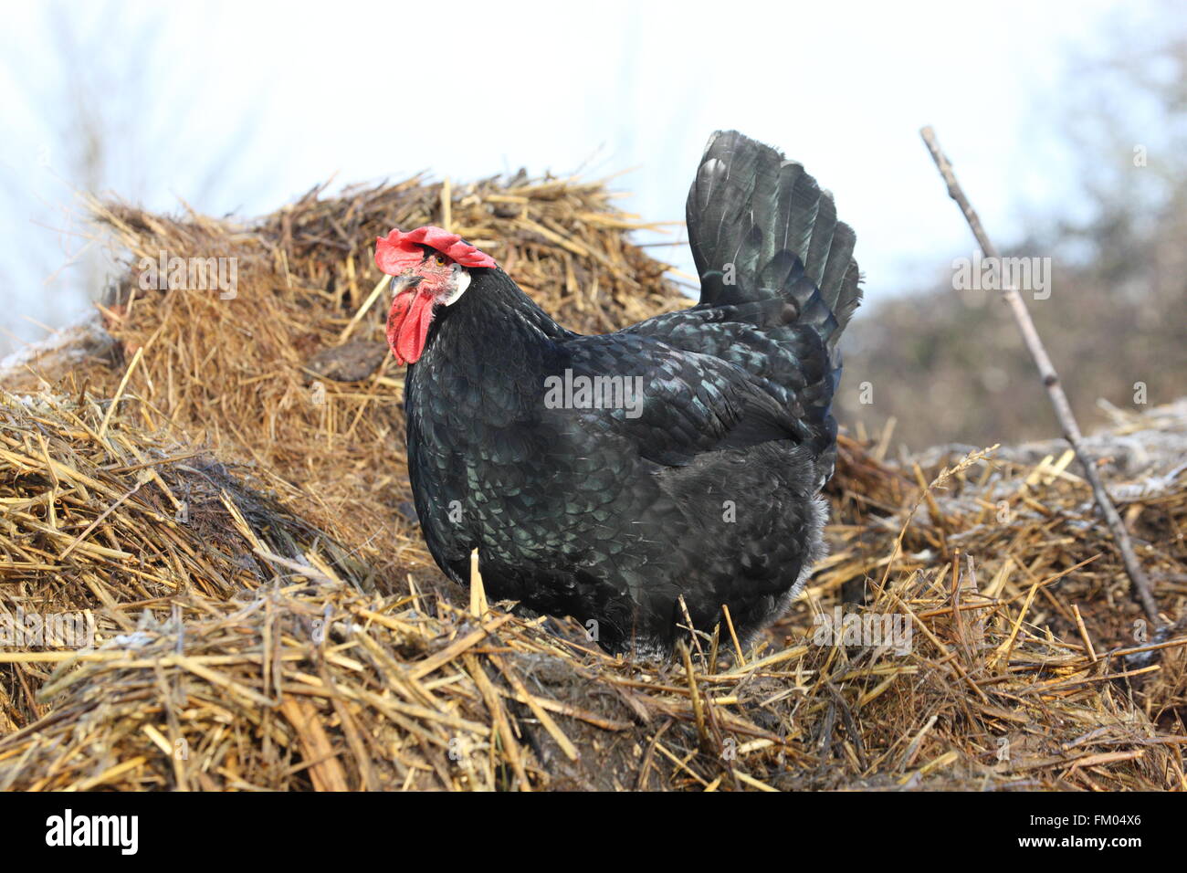 schwarze Henne seitwärts auf die Kamera sitzt auf einem Haufen Stroh Muck, Geflügel, domestiziert Stockfoto
