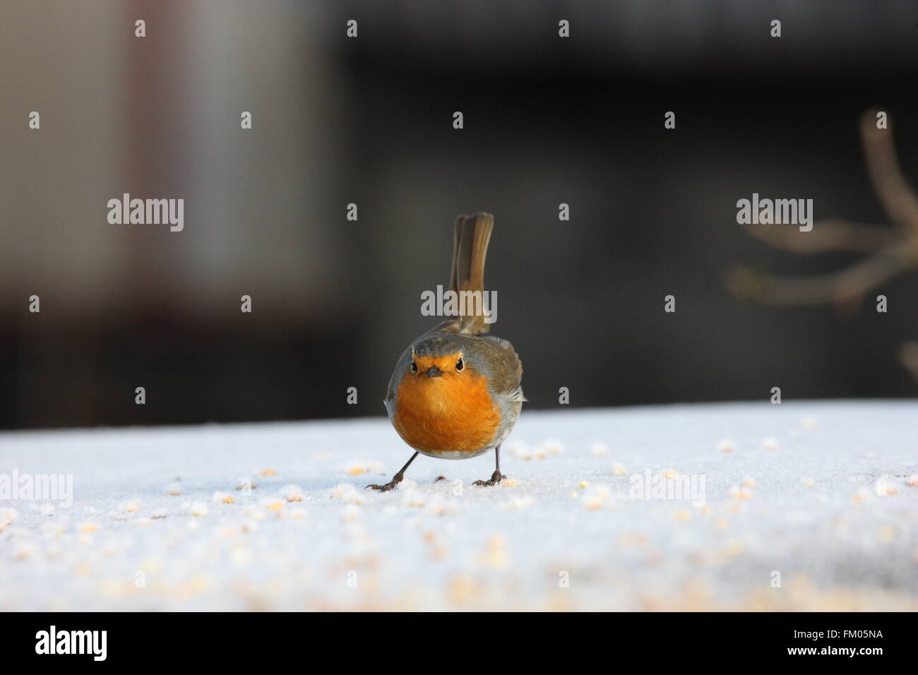 Erithacus Rubecula, Robin, sitzen auf einem alten Öltank, bedeckt in Frost, leichter Schneefall Stockfoto