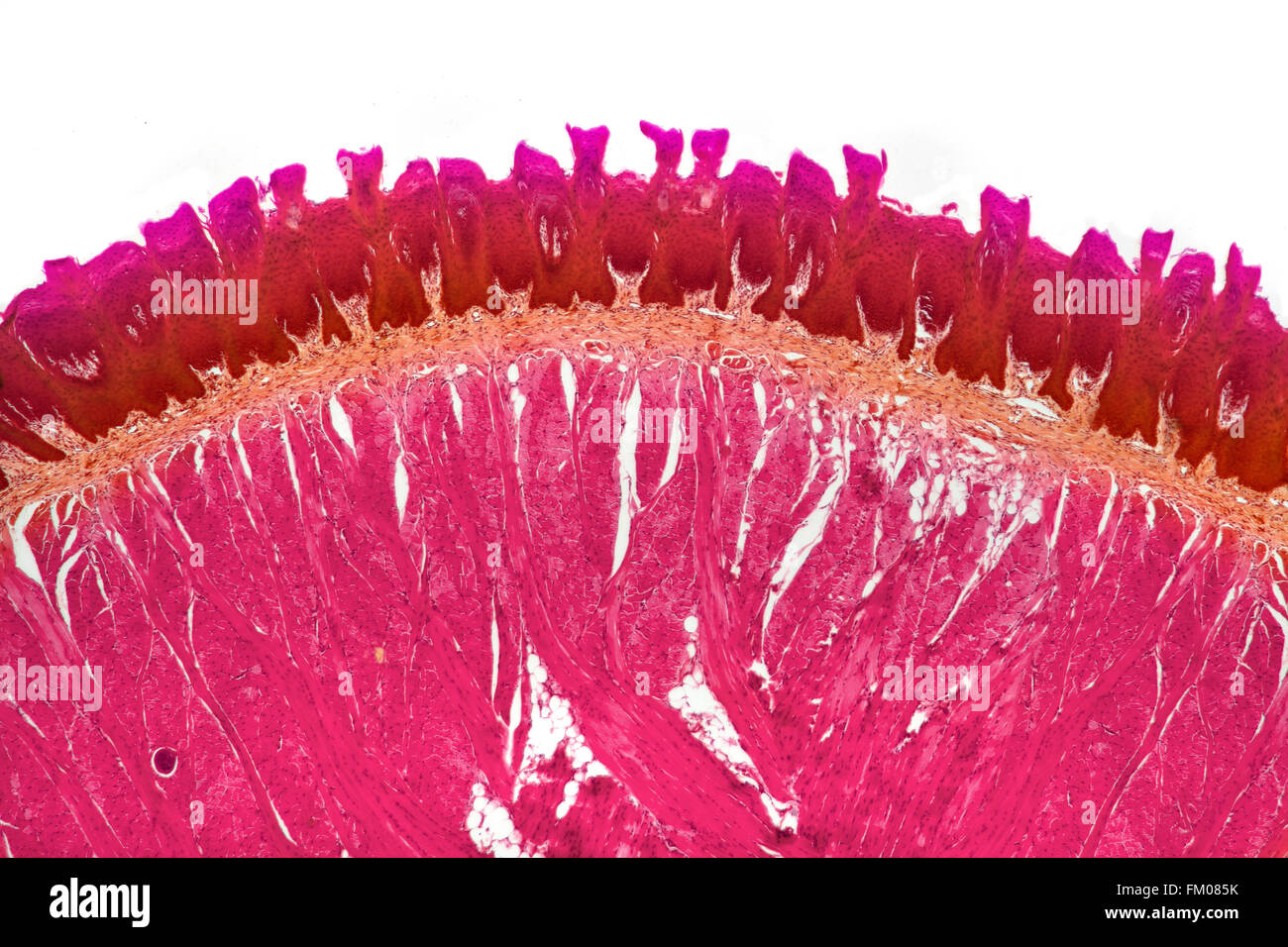 Zunge TS, gebeizt Hellfeld Mikrophotographie Papillen zeigt Stockfoto