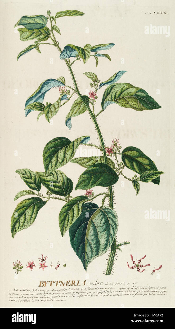 „Plantae Selectae“ präsentiert botanische Illustrationen aus dem Jahr 1750, die ausgewählte Pflanzenarten in englischen Gärten vor der Formalisierung der Linnäischen Klassifizierung darstellen. Stockfoto
