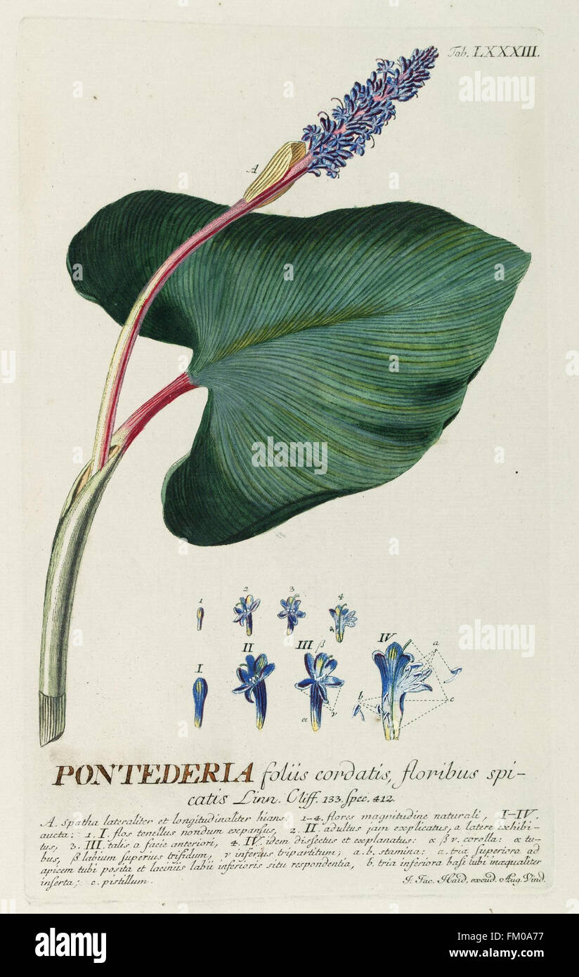 „Plantae Selectae“ (1750) zeigt farbige Gravuren von Pflanzen, die in den Gärten von Londons Kuriositäten gewachsen sind. Diese Arbeit ist ein wichtiges Beispiel für die botanische Illustration vor dem Linnäer. Stockfoto