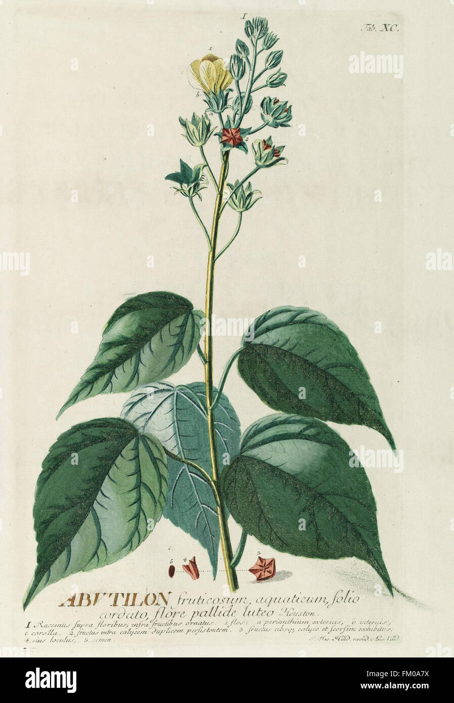 „Plantae selectae“ (1750) präsentiert ausgewählte Pflanzenarten, die in den Gärten von London angebaut werden, und bietet detaillierte Farbstiche der Pflanzen, wie sie in ihren natürlichen Lebensräumen erscheinen. Stockfoto