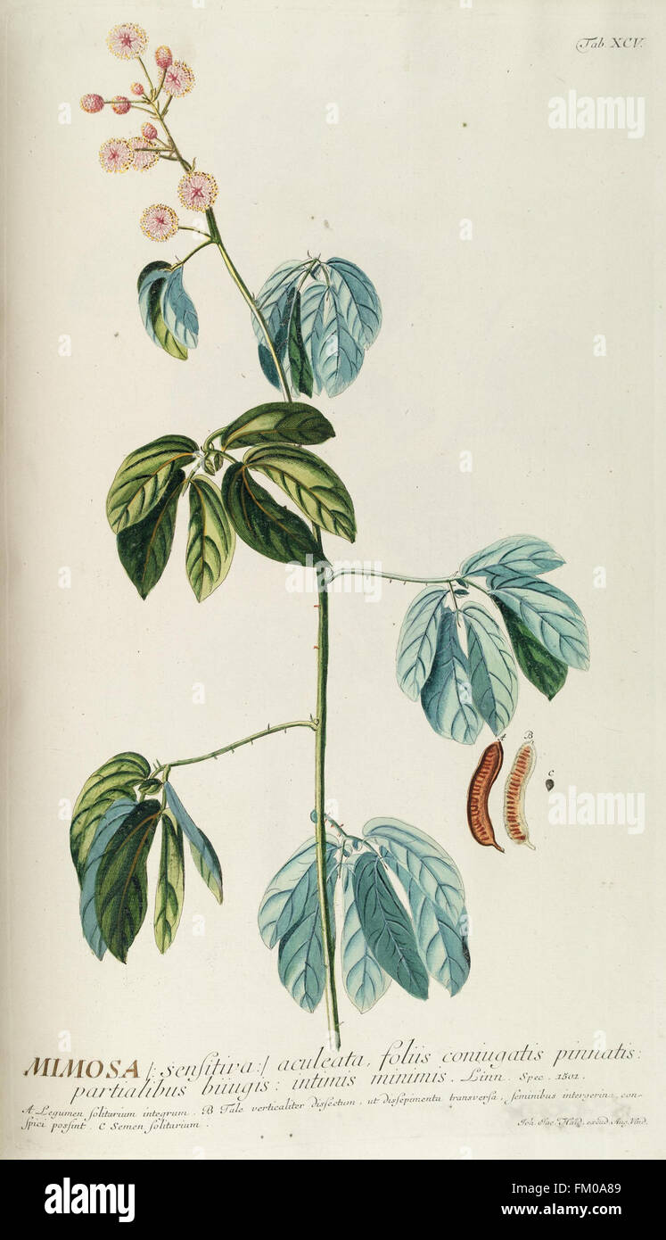 Die Platte XCV von „Plantae Selectae“ zeigt farbige Gravuren ausgewählter Pflanzen, die botanische Exemplare aus der prälinnäischen Zeit darstellen, die in der Sammlung des Missouri Botanical Garden untergebracht sind. Stockfoto