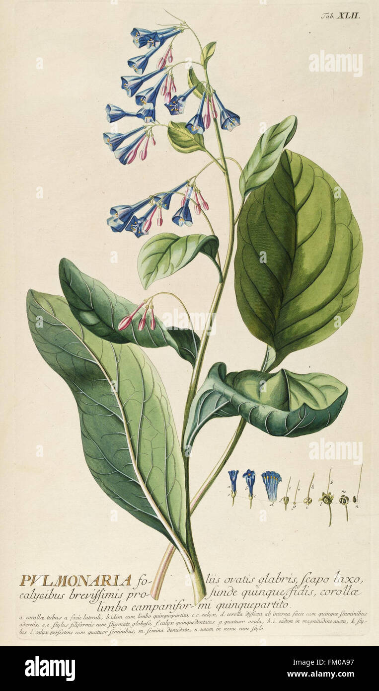 Die Platte XLII von „Plantae Selectae“ zeigt botanische Gravuren von Pflanzen, die in Londoner Gärten angebaut werden, und spiegelt das botanische Wissen vor dem Linnäer wider, das Teil der Missouri Botanical Garden Kollektion ist. Stockfoto