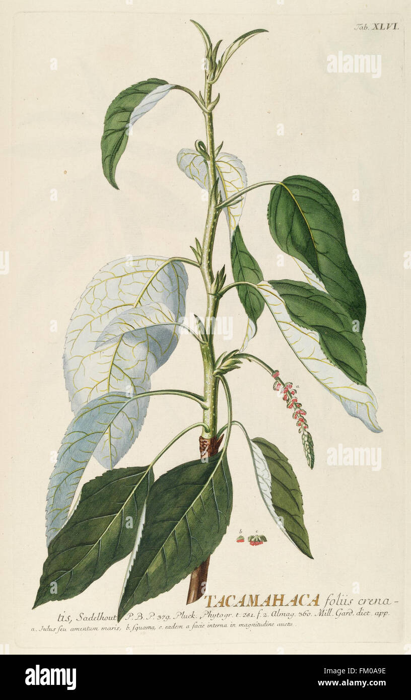 Klicken. XLVI von „Plantae Selectae“ zeigt seltene und ausgewählte Pflanzen, die in Londons neugierigen Gärten angebaut werden, mit detaillierten farbigen Gravuren aus dem Jahr 1750. Stockfoto