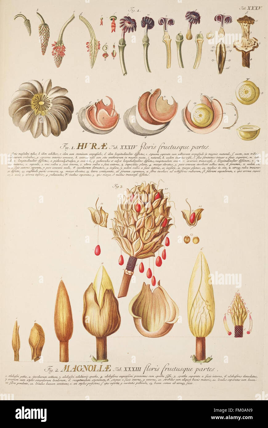 Dieser Gravur aus dem Jahr 1750 von „Plantae Selectae“ zeigt Pflanzen, die in Londoner Gärten angebaut werden, und zeigt detaillierte botanische Illustrationen und frühe Pflanzenforschung. Stockfoto