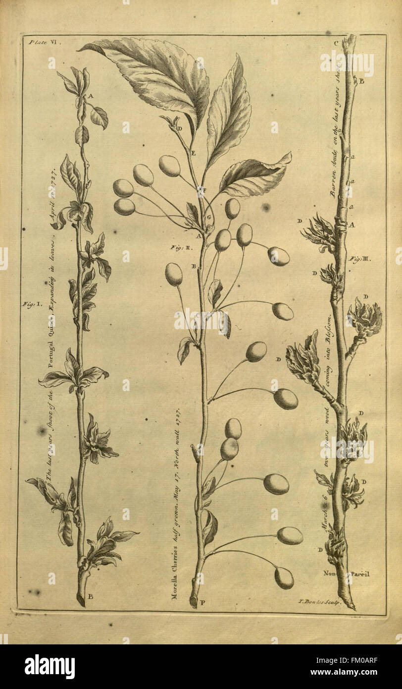 Pomona, oder der Obstgarten illustriert (Platte VI) Stockfoto