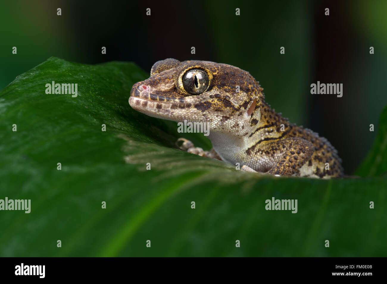 Madagassische Boden Gecko (Paroedura Pictus) Stockfoto