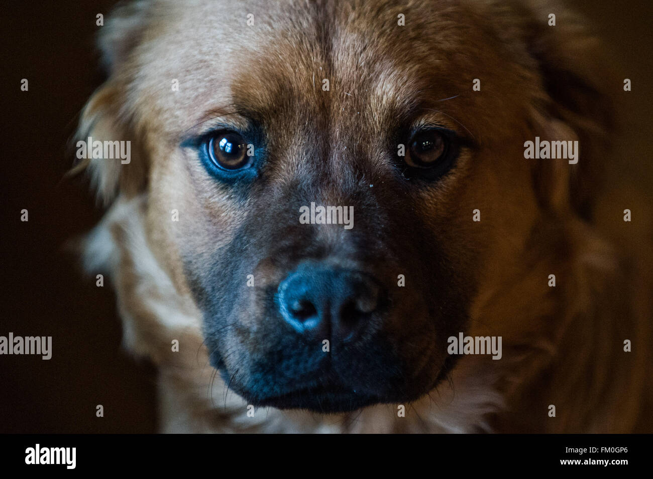 Brown-Chow-Labrador Mix, Welpe, 6 Monate alt. Stockfoto