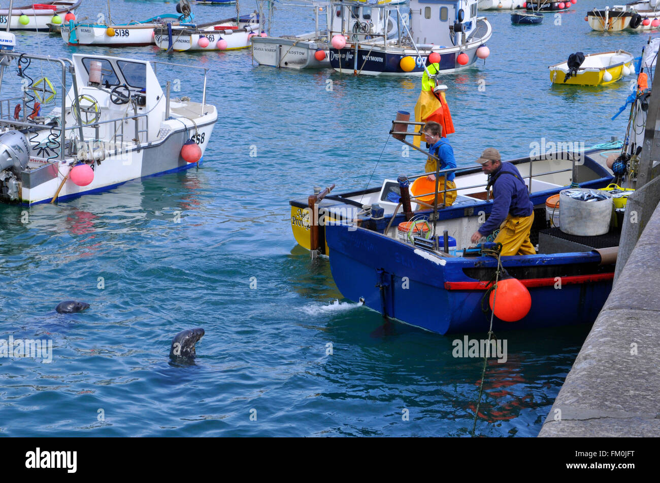 Robben warten auf das Frühstück im Hafen von St. Ives in Cornwall, Großbritannien Stockfoto